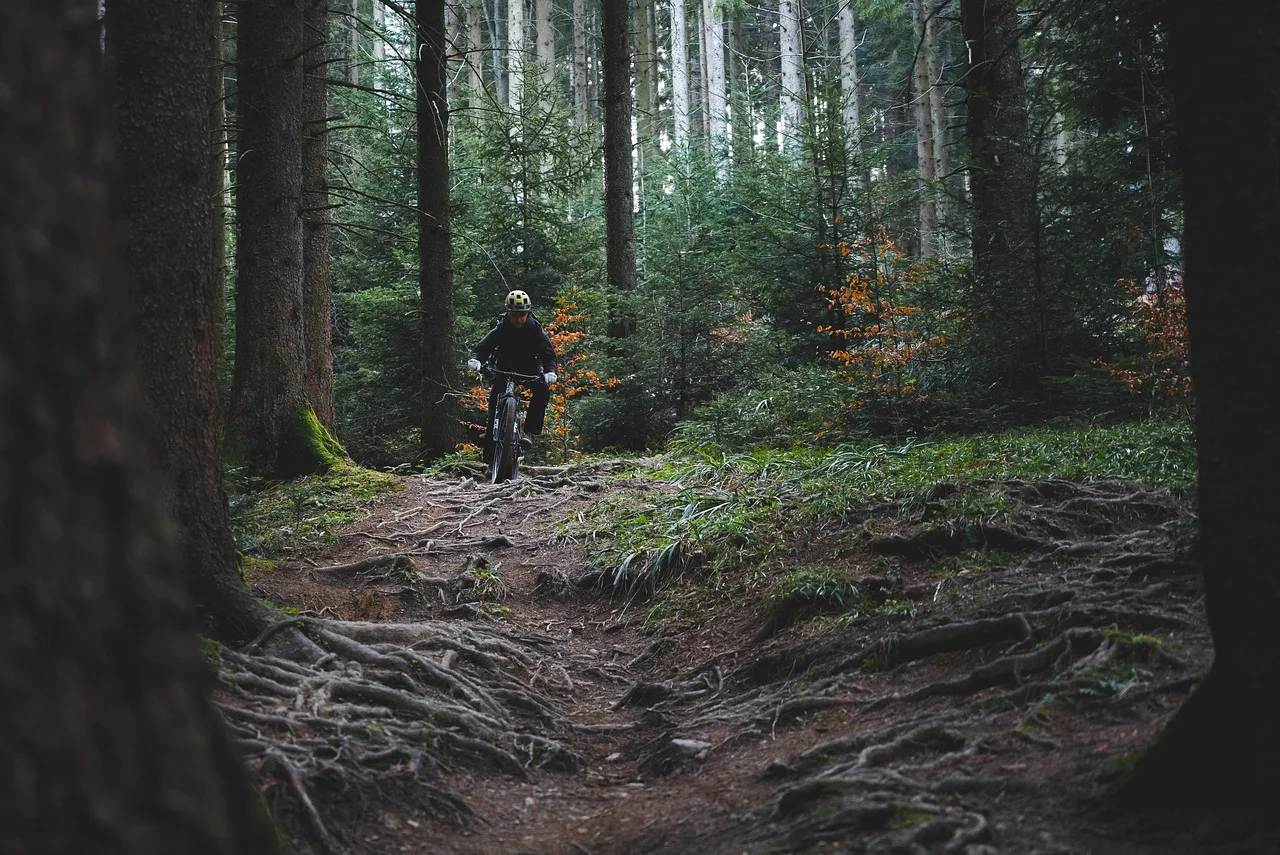 Kolarz na rowerze górskim MTB pokonuje leśny szlak pełen korzeni